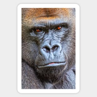 Western Lowland Gorilla Close Up Sticker